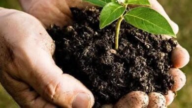 صناعة الأسمدة