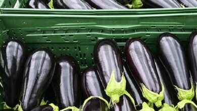 Eggplant