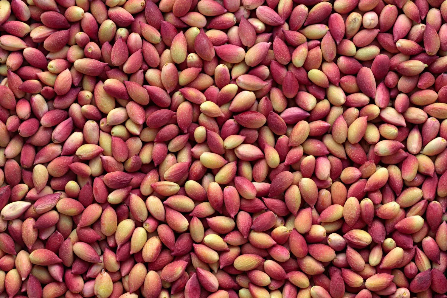 pistachio
