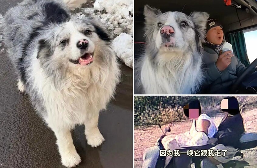 Dog