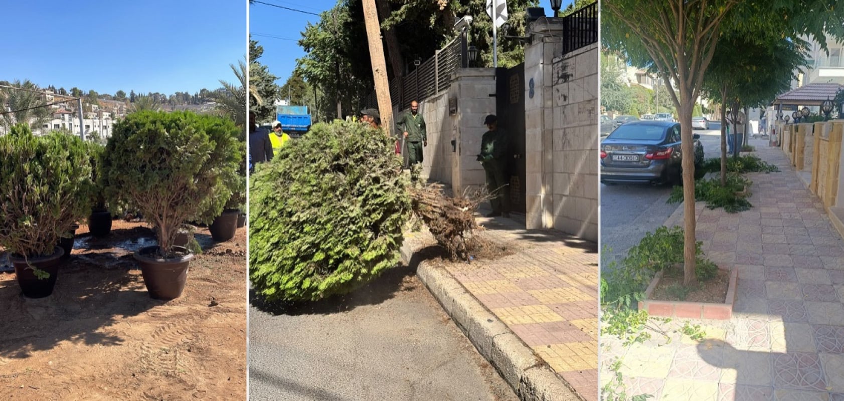 أمانة عمان: تحسين الأرصفة لتوفير مسارات آمنة للمشاة وحماية الأشجار